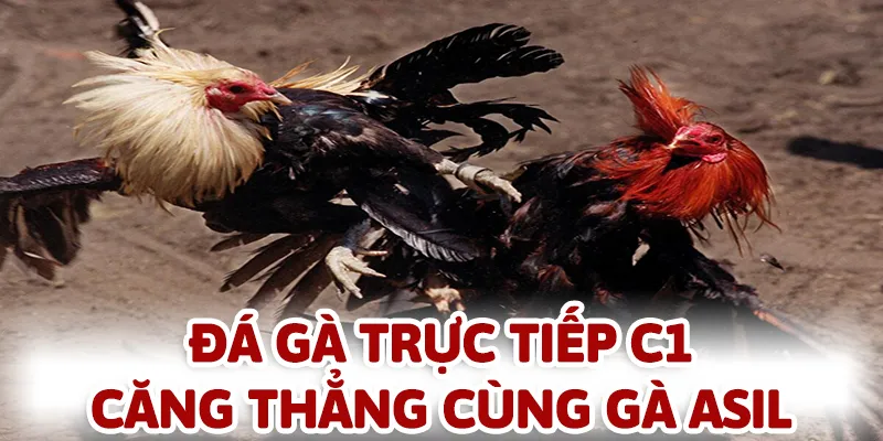 Các chiến kê Asil luôn tạo ra những màn so tài hấp dẫn và kịch tính