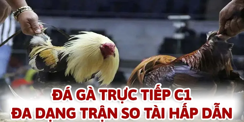 Đá gà trực tiếp C1 mang đến những trận so tài của các chiến kê chất lượng cao