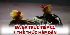 đá gà trực tiếp c1
