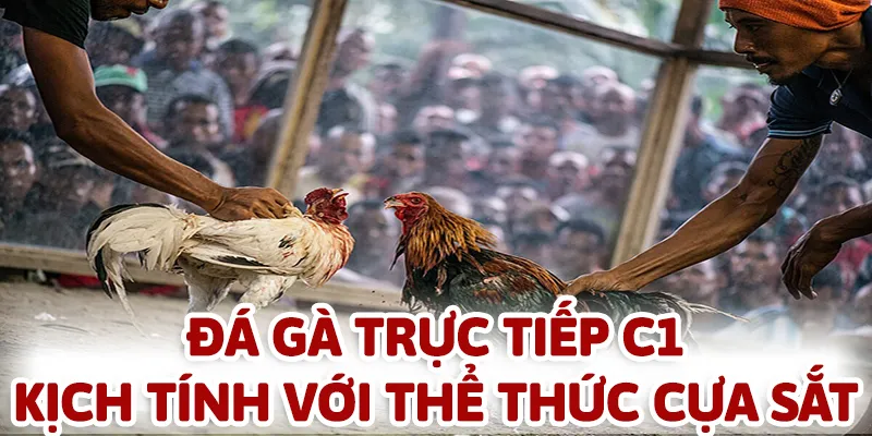 Đá gà trực tiếp C1 với thể thức cựa sắt luôn quyết liệt và đẫm máu