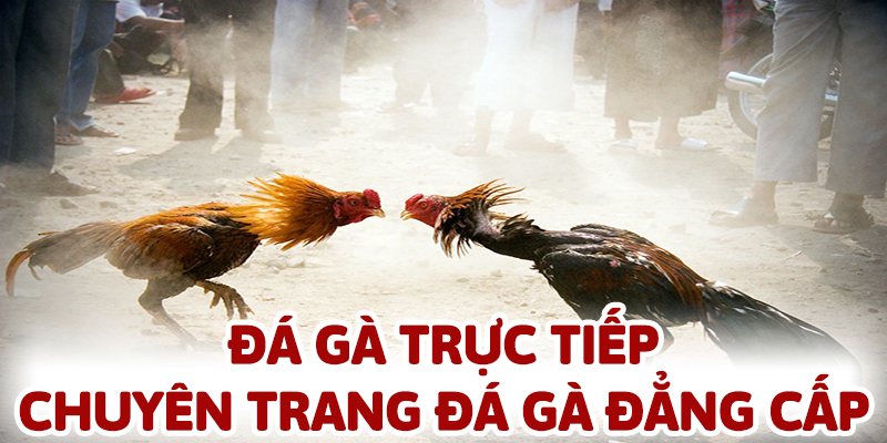 Đá gà trực tiếp luôn mang đến những ưu điểm tuyệt vời dành cho người yêu thích gà chọi