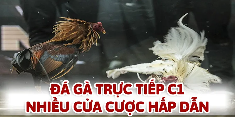 Lựa chọn cửa cược chính xác để hốt thưởng vào túi