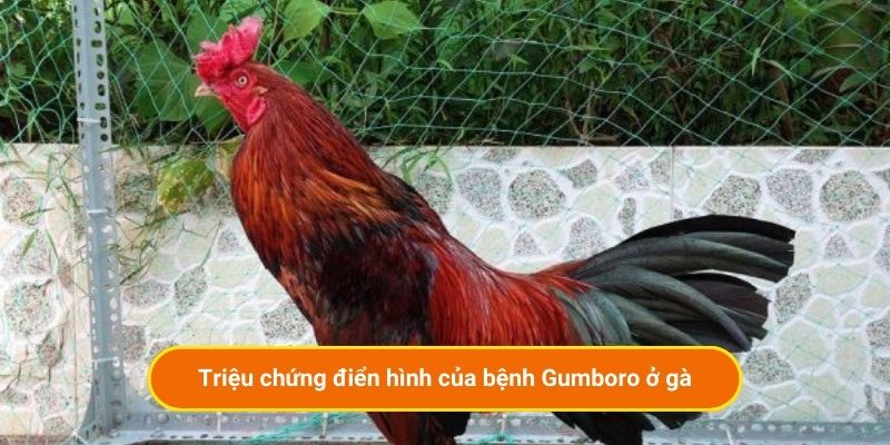 Triệu chứng điển hình của bệnh Gumboro ở gà