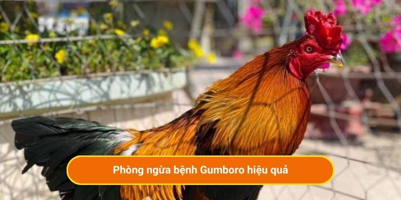 Phòng ngừa bệnh Gumboro hiệu quả