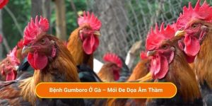 Bệnh Gumboro Ở Gà – Mối Đe Dọa Âm Thầm