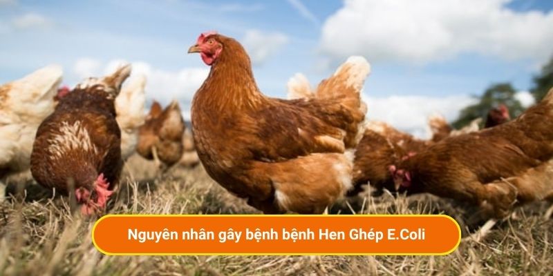Nguyên nhân gây bệnh hen ghép ecoli ở gà