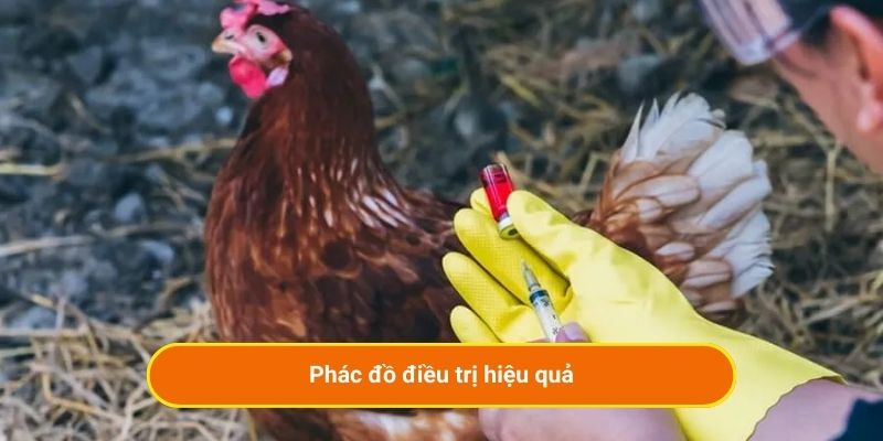Phác đồ điều trị hiệu quả Bệnh Hen Ghép EColi Ở Gà