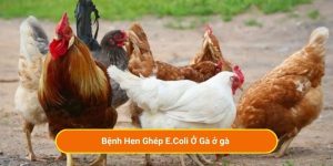 Bệnh Hen Ghép E.Coli Ở Gà ở gà