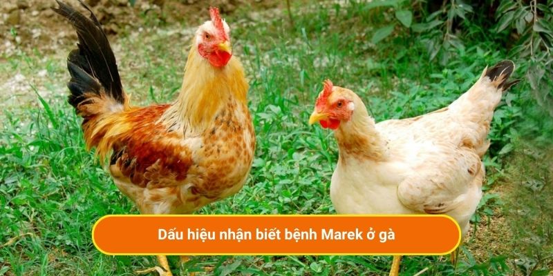 Dấu hiệu nhận biết bệnh Marek ở gà