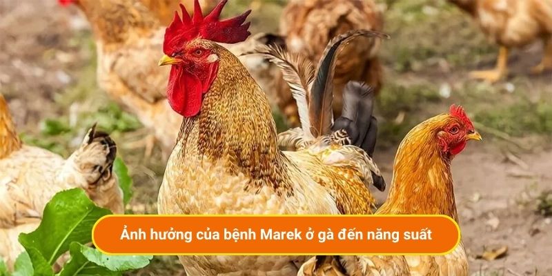 Ảnh hưởng của bệnh Marek ở gà đến năng suất