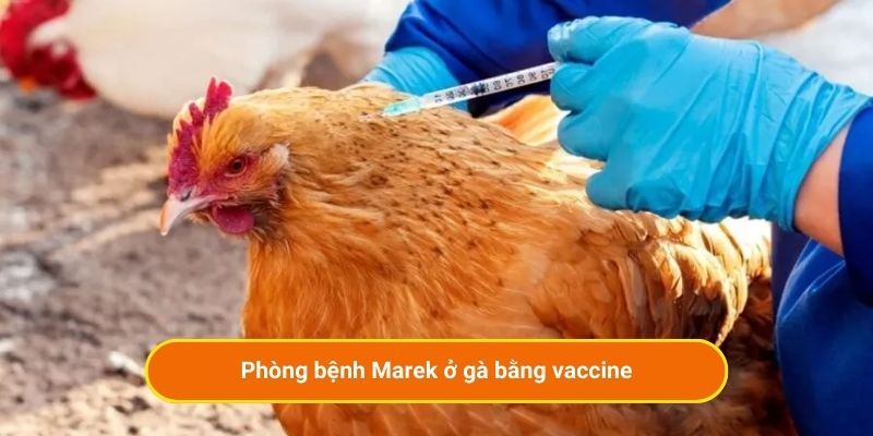 Phòng bệnh Marek ở gà bằng vaccine