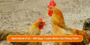 Bệnh Marek Ở Gà – Mối Nguy Truyền Nhiễm Cần Phòng Tránh
