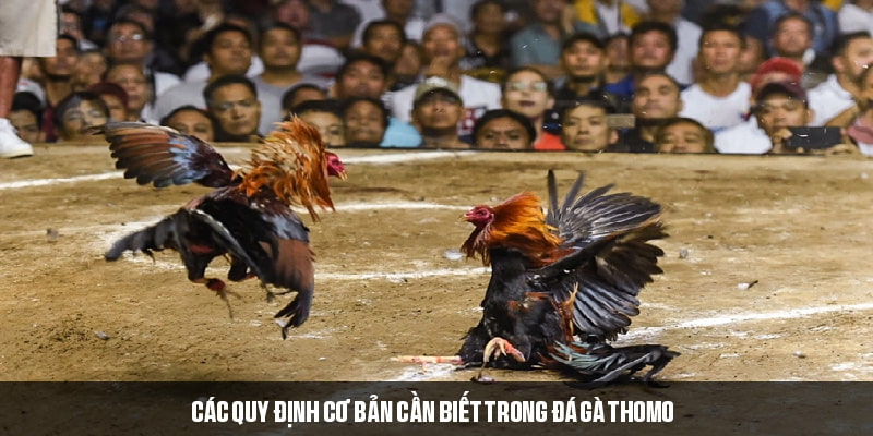 Quy định chung trong luật thi đấu gà Thomo