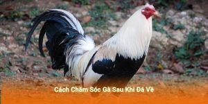 Hướng Dẫn Cách Chăm Sóc Gà Sau Khi Đá Về Chi Tiết