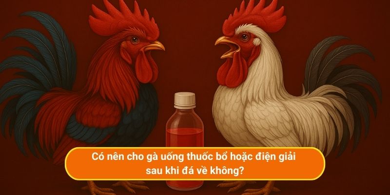 Có nên cho gà uống thuốc bổ hoặc điện giải sau khi đá về không?