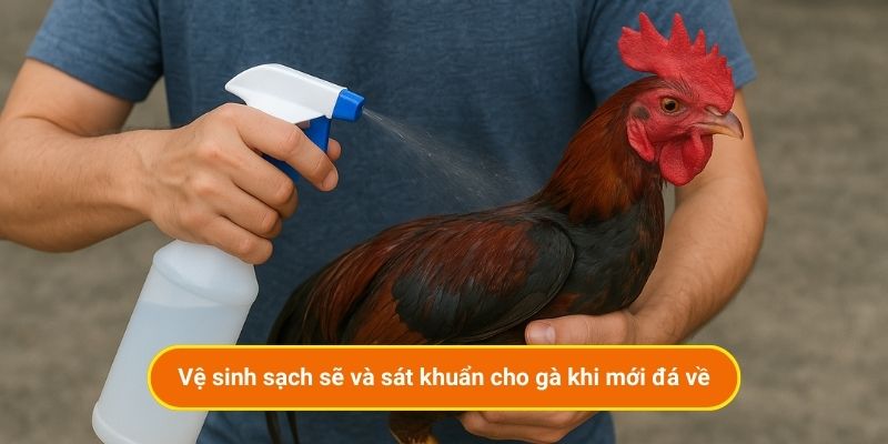 Cách chăm sóc gà sau khi đá về