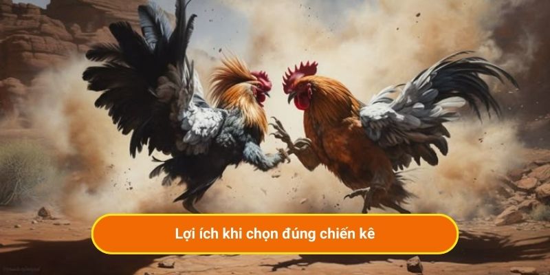 Lợi ích khi chọn đúng chiến kê