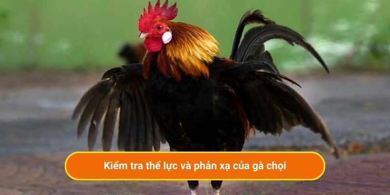 Kiểm tra thể lực và phản xạ của gà chọi