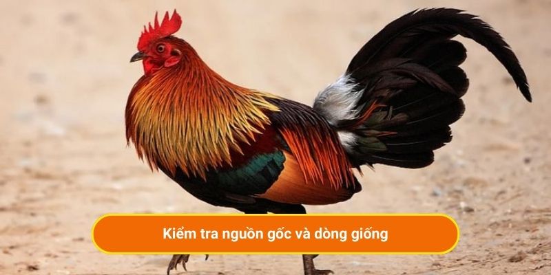 Kiểm tra nguồn gốc và dòng giống