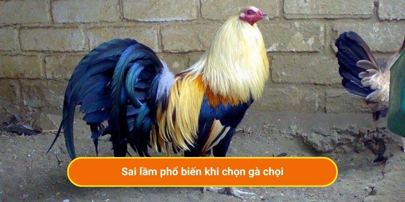 Sai lầm phổ biến khi chọn gà chọi