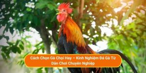Cách Chọn Gà Chọi Hay – Kinh Nghiệm Đá Gà Từ Dân Chơi Chuyên Nghiệp