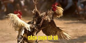 Hướng dẫn cách chọn gà đá tại đá gà trực tiếp