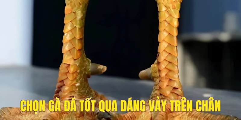 Cách chọn gà đá tốt qua dáng vảy trên chân