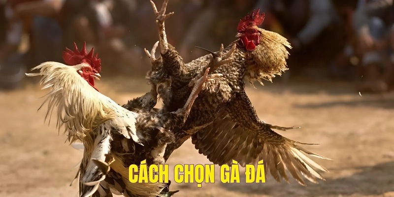 Hướng dẫn cách chọn gà đá tại đá gà trực tiếp