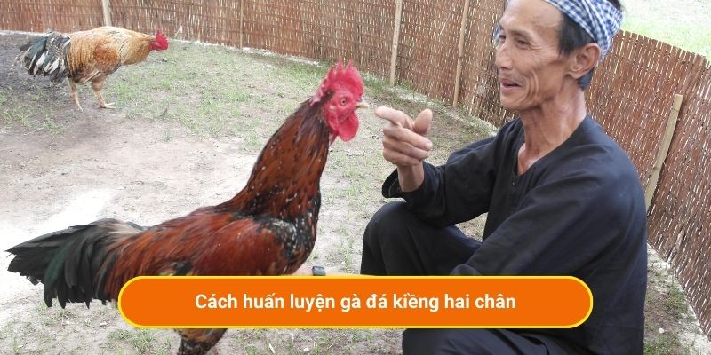 Cách huấn luyện gà đá kiềng hai chân