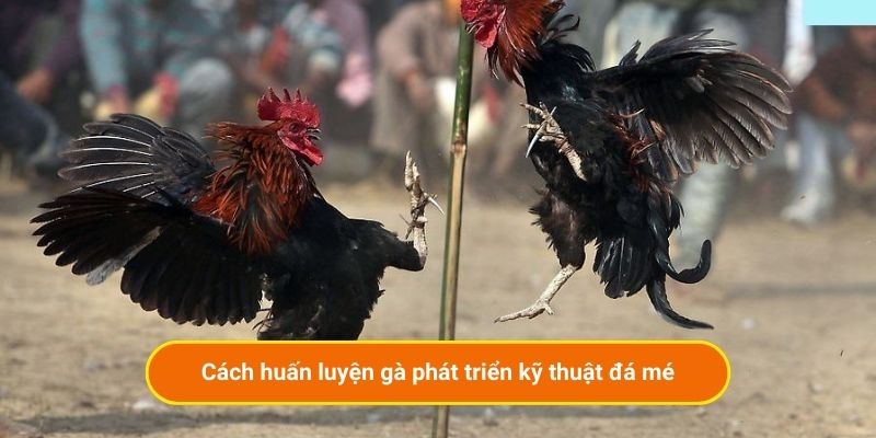 Cách huấn luyện gà phát triển kỹ thuật đá mé