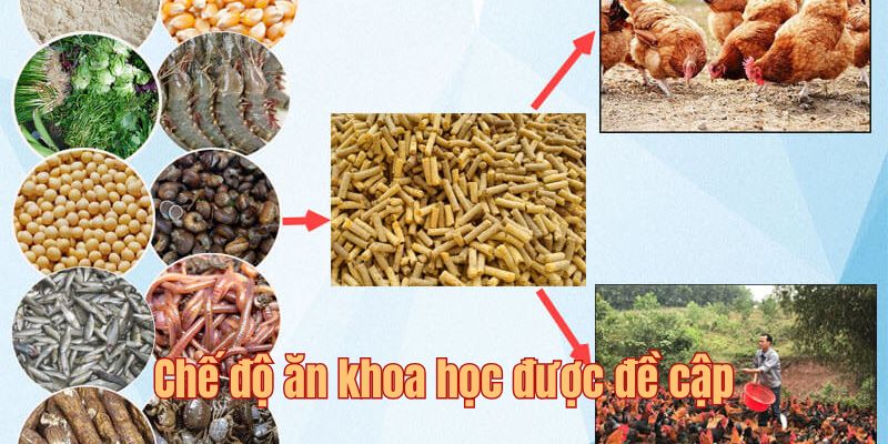 Cách nuôi gà đá nhờ vào chế độ ăn khoa học