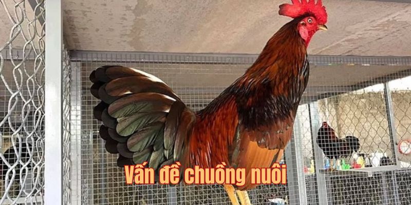 Cách nuôi gà đá giữ vệ sinh chuồng nuôi