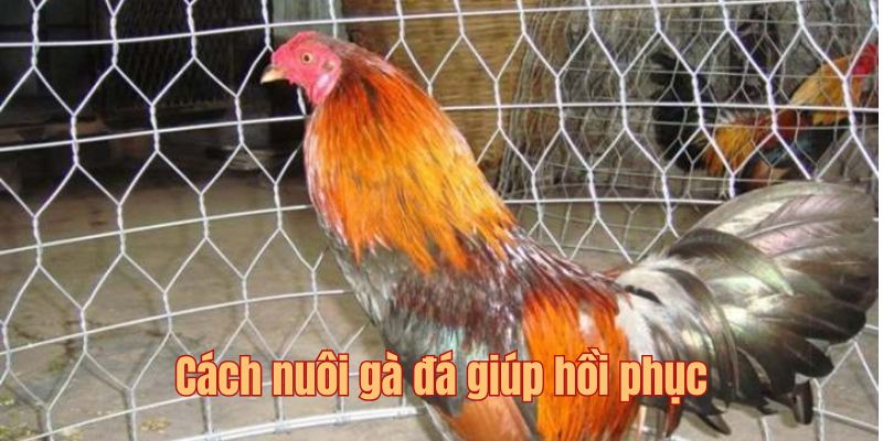 Cách nuôi gà đá giúp hồi phục sau trận đấu