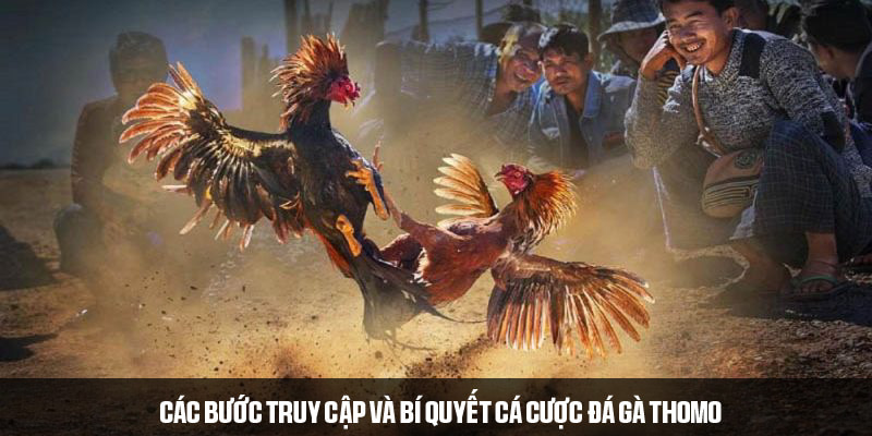 Các bước truy cập và bí quyết cá cược đá gà Thomo