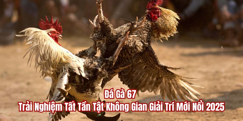 Đá Gà 67 - Trải Nghiệm Tất Tần Tật Không Gian Giải Trí Mới Nổi 2025