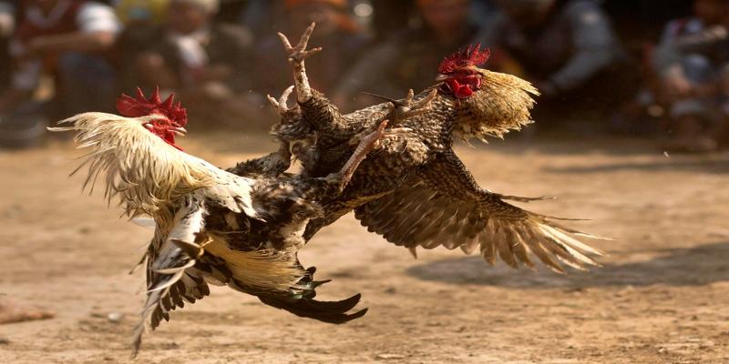 Bí quyết chơi chọi kê cực chất thu về tiền thưởng lớn