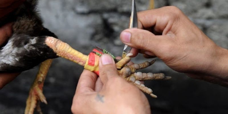 Đá gà cựa sắt mang đến sự hồi hộp, kịch tính cực lớn