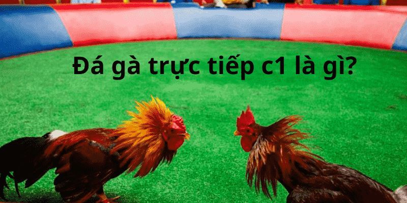 Đá gà cup C1 tiêu chuẩn quốc tế, siêu hấp dẫn và đầy kịch tính