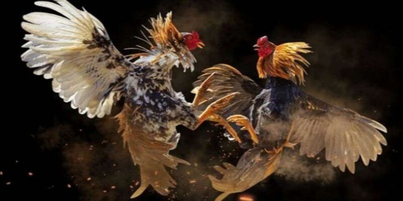 Đá Gà C1 - Giải Đấu Siêu Cấp Quốc Tế Đầy Kịch Tính