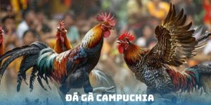 Đá Gà Campuchia - Loại Hình Cá Cược Hot Nhất 2025