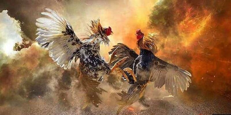 Đá Gà Casino - Nơi Cảm Xúc Thăng Hoa, Kiếm Tiền Đỉnh