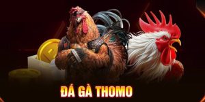 Đá Gà Thomo - Trải Nghiệm Kịch Tính Tại Đấu Trường Nổi Tiếng