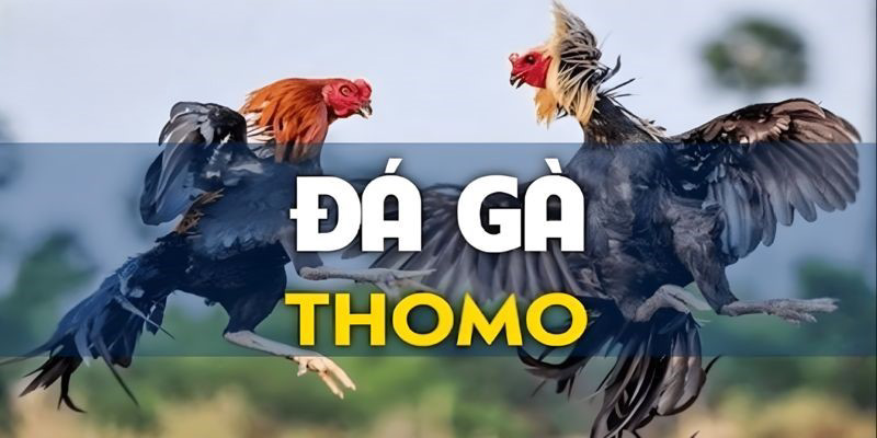 Đá gà Thomo - Hình thức giải trí hợp pháp tại Campuchia