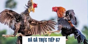 Đá Gà Trực Tiếp 67 Là Gì? 3+ Giống Gà Đá Cực Hay