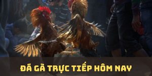 Đá Gà Trực Tiếp Hôm Nay Cập Nhật Luật Chơi Từng Trận Đấu
