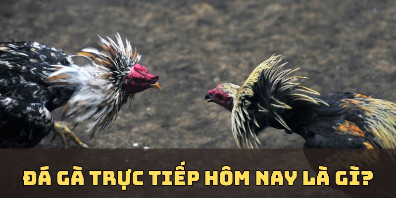 Tại sao lại gọi là đá gà trực tiếp hôm nay?