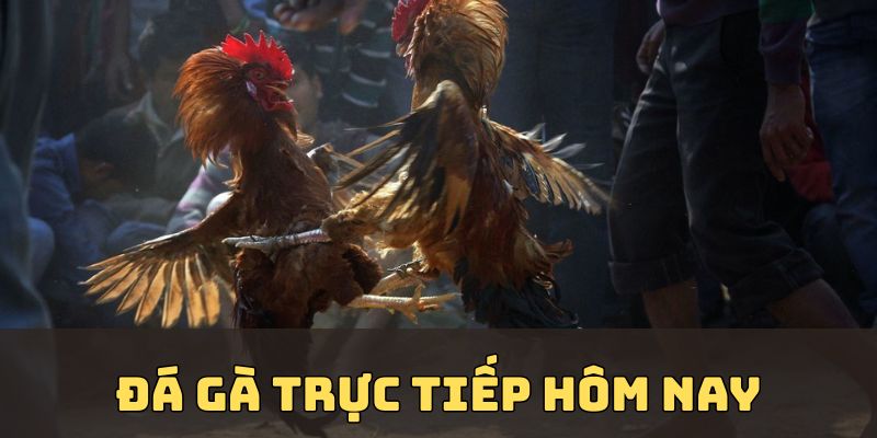 Đá Gà Trực Tiếp Hôm Nay Cập Nhật Luật Chơi Từng Trận Đấu