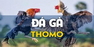 Đá Gà Trực Tiếp Thomo - Lựa Chọn Số 1 Thỏa Mãn Đam Mê