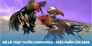 Đá Gà Trực Tiếp Campuchia - Đỉnh Cao Giải Trí Thế Giới