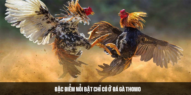 Đặc điểm nổi bật của đá gà Thomo so với các hình thức khác